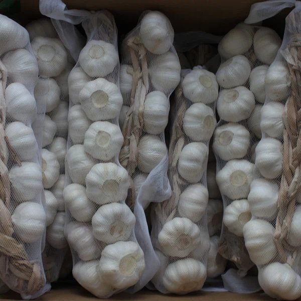 product-600-600 product-600-600