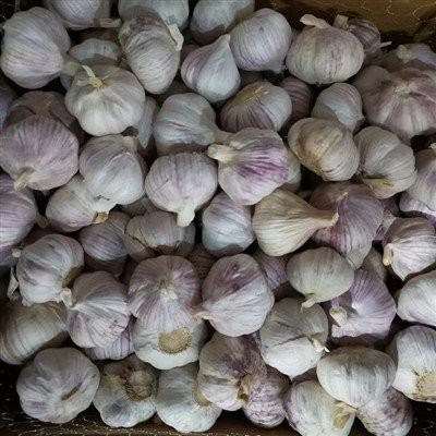 Fresh white garlic