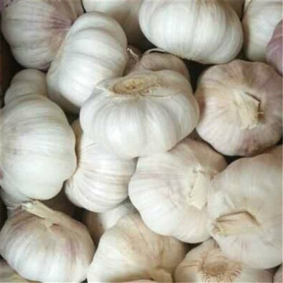 Pizhou White Garlic